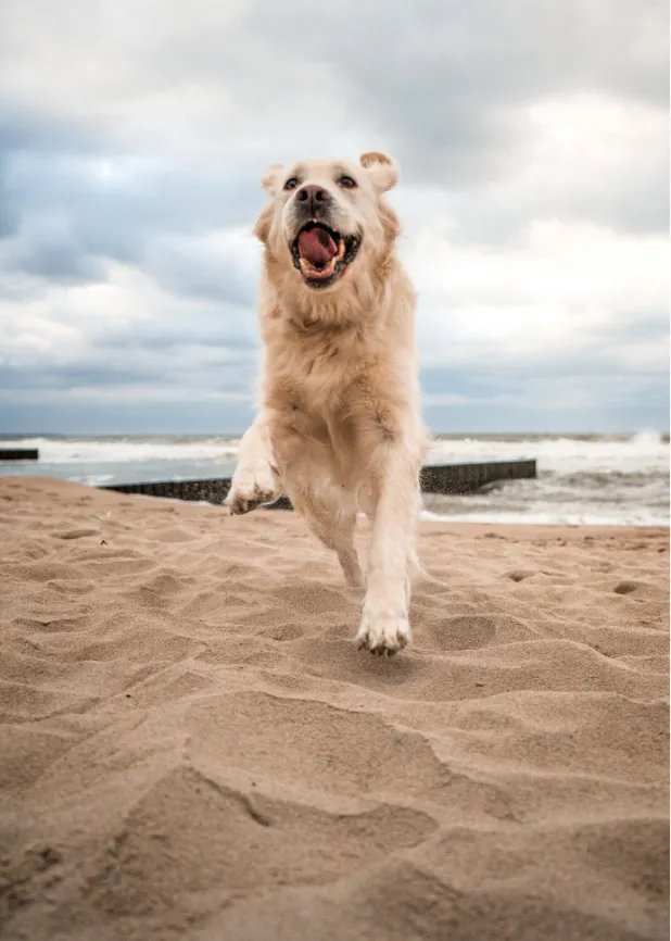 Golden retriever joyfully running on a sandy beach, with a cloudy sky and ocean waves in the background.