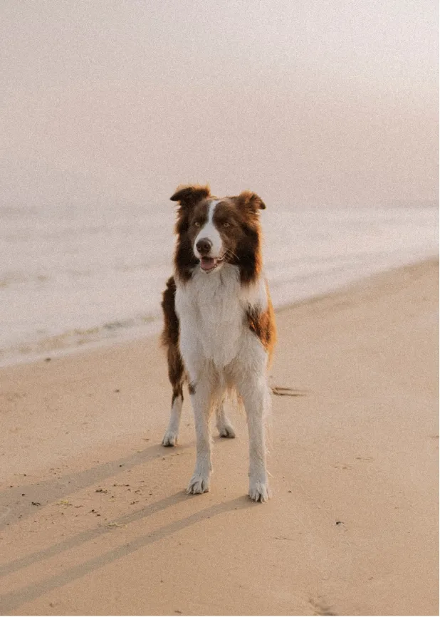 A brown and white dog standing on a sandy beach near the water under a clear sky.